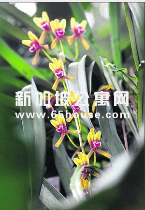 18绝种胡姬获新生，花开处处展笑靥